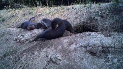 Einfach mal den Otter wegkicken einfach mal den otter wegkicken