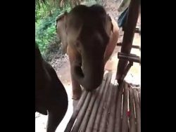 elefant hat kein bock mehr auf f