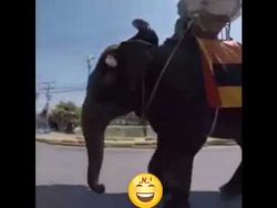 elefant haut mit seinem schwanz