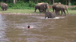 Elefant rettet einen Mann aus dem Fluss vor dem ertrinken elefant rettet einen mann aus de