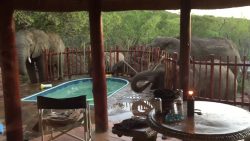 elefanten wollen auch zur pool p