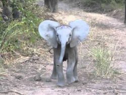 elefantenbaby versucht touristen
