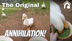 Enten verschlingen Erbsen im nu enten verschlingen erbsen im nu