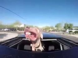 er erwischt sie nicht durch das