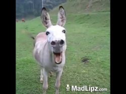 Esel hat kein Bock mehr esel hat kein bock mehr