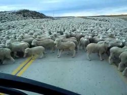 Fahrt durch eine große Schafherde fahrt durch eine grosse schafher