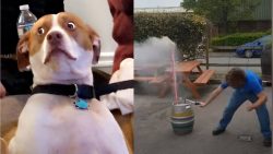 FAILS OF THE WEEK fails of the week