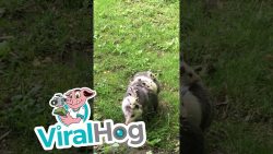 familie opossum macht einen ausf