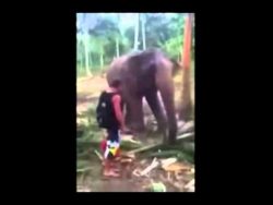fasse keinen fressenden elefante