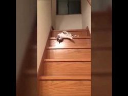 faule katze rutscht treppe runte
