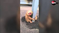 faultier in not wird gerettet