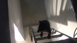 feuerwehrleute retten eine katze