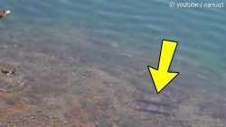 Fisch frisst eine Ente auf dem Fluss fisch frisst eine ente auf dem f