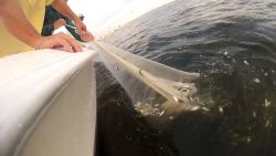 Fischen in Brasilien mit Netz fischen in brasilien mit netz