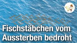 fischstaebchen vom aussterben be