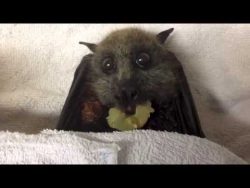 Fledermaus frisst eine Weintraube fledermaus frisst eine weintraub