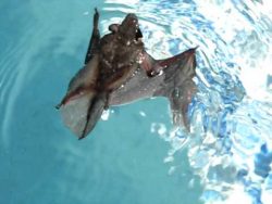 fledermaus kann doch schwimmen