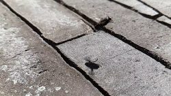 fliege bei 720fps mit dem telefo