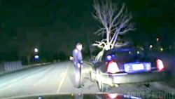 Frau fährt mit Baum im Auto rum frau faehrt mit baum im auto rum