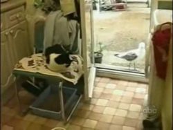 frechheit siegt auch im tierreic