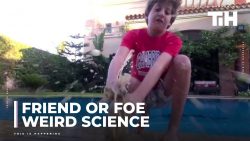 Freund oder Feind: Seltsame Wissenschaft freund oder feind seltsame wisse