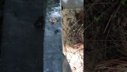 Frosch schmeckt dicker Käfer nicht frosch schmeckt dicker kaefer ni