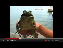 Frosch singt den Imperial March frosch singt den imperial march