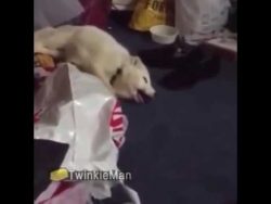 Fuchs lacht total niedlich fuchs lacht total niedlich