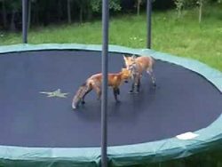 fuechse spielen auf dem trampoli