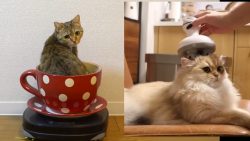 funny and cute cats funniest cat