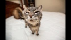 funny cats compilation