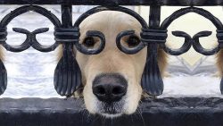 funny dogs hold your laugh if yo