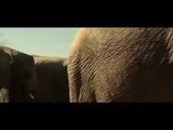 gangster verstecken sich im elef