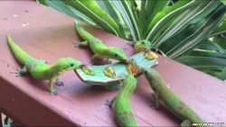 geckos beim fressen mit yoshi so