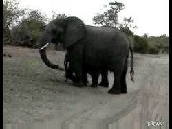 gesundheit kleiner elefant