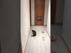 goalkeeper cat blocks ball every