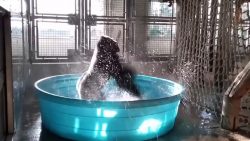 gorilla tanzt im wasser