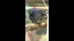 gorilla zieht scheisse aus seine