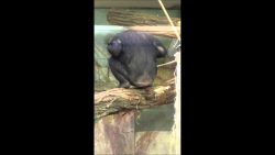 Gorilla zieht Scheiße aus seinem Hintern gorilla zieht scheisse aus seine