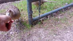 grauen und bunten vogel fuettern