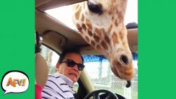 grin and fail it funny videos