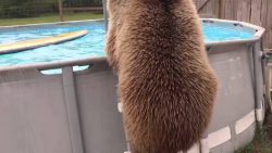 grizzly baer geht im pool baden