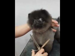 gute laune beim hunde friseur