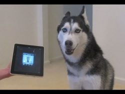 gute laune husky singt
