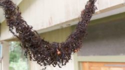 Hängebrücke aus tausenden Ameisen haengebruecke aus tausenden amei