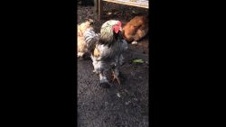 Hahn kräht heiser und fast ohne Stimme hahn kraeht heiser und fast ohne