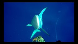 Hai Angriff auf den fischenden Mann hai angriff auf den fischenden m