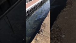 haifisch in franzoesischen hafen