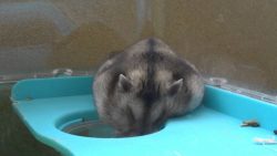hamster fail beim schlafen