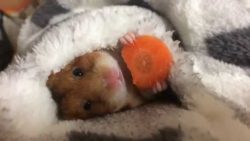 hamster frisst eine karotte sues